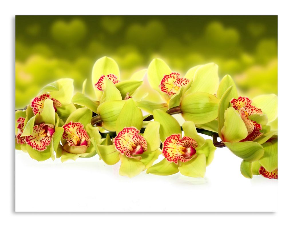 Яркие орхидеи на зеленом фоне