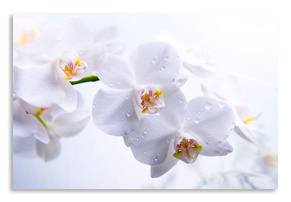 Постер "Белые орхидеи" интернен-магазин Мнекартину