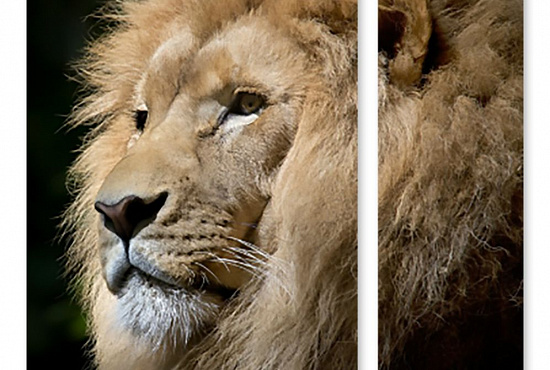 Модульная картина "Король лев" интернен-магазин Мнекартину