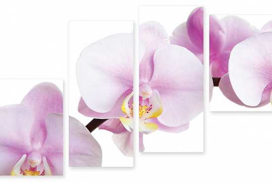 Модульная картина "Розовая орхидея" интернен-магазин Мнекартину