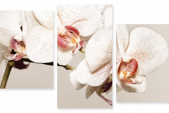 Модульная картина "Белая орхидея" интернен-магазин Мнекартину