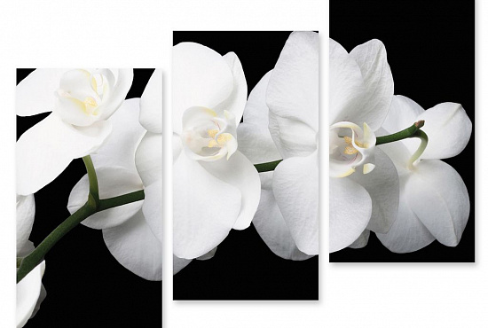 Модульная картина Белая орхидея" интернен-магазин Мнекартину