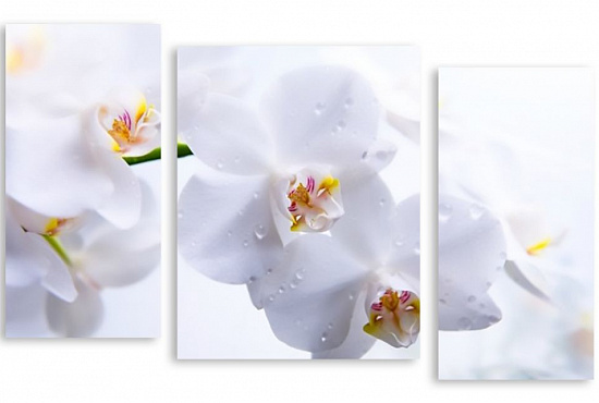 Модульная картина "Белые орхидеи" интернен-магазин Мнекартину