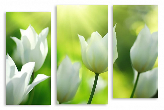 Модульная картина "Белые тюльпаны" интернен-магазин Мнекартину